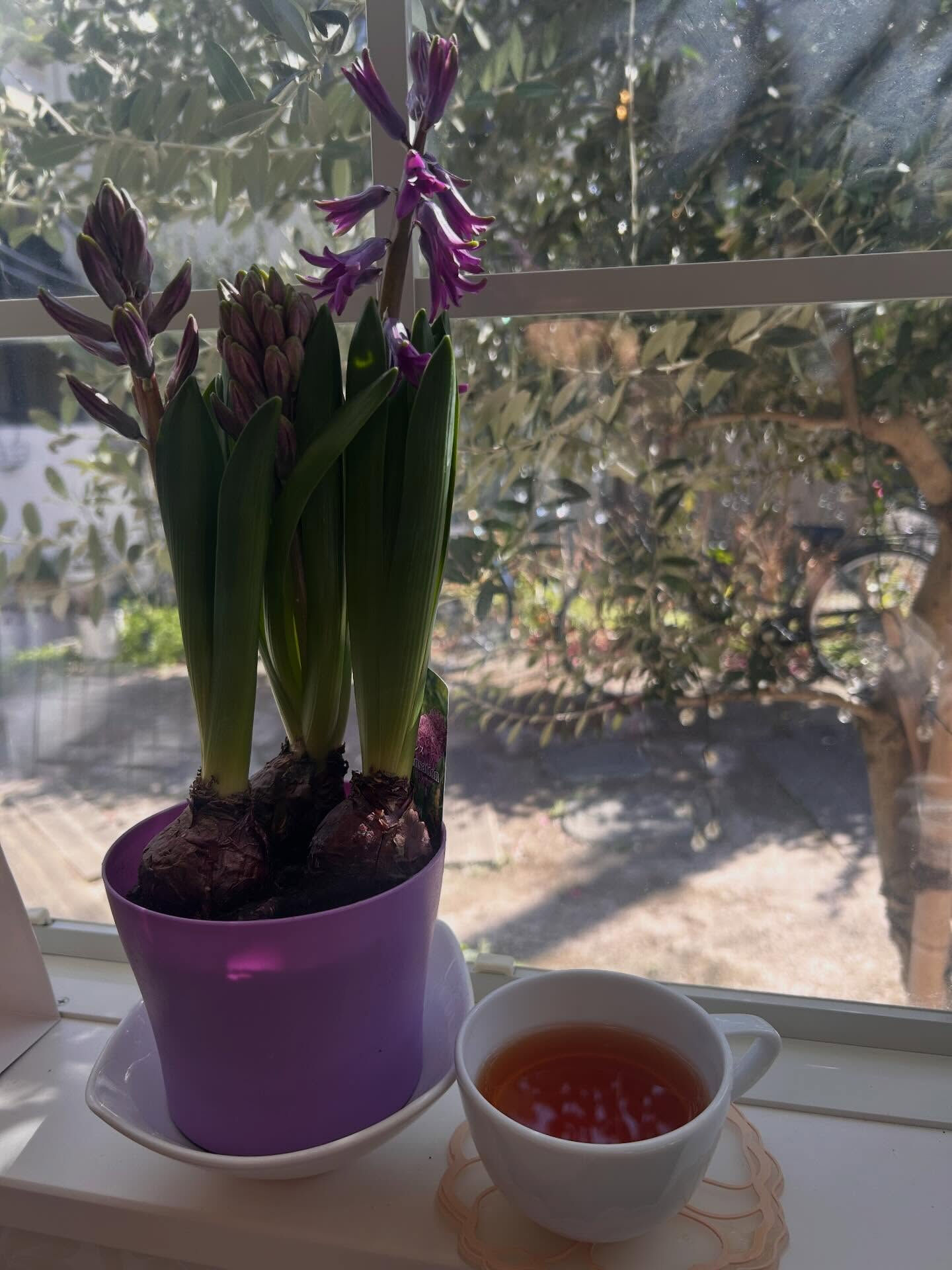 今月のお花はヒヤシンス🪻お茶🫖は白桃烏龍茶 