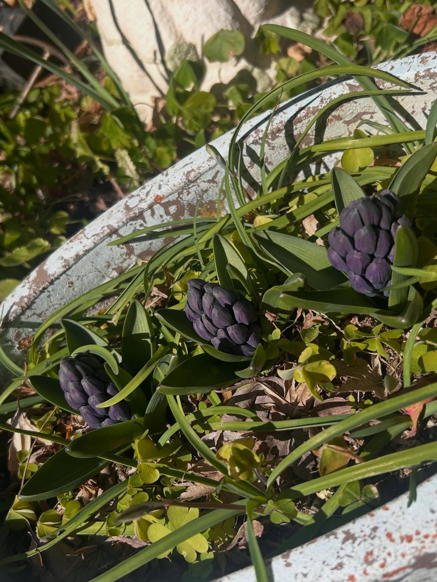 今月のお花はヒヤシンス🪻お茶🫖は白桃烏龍茶 
