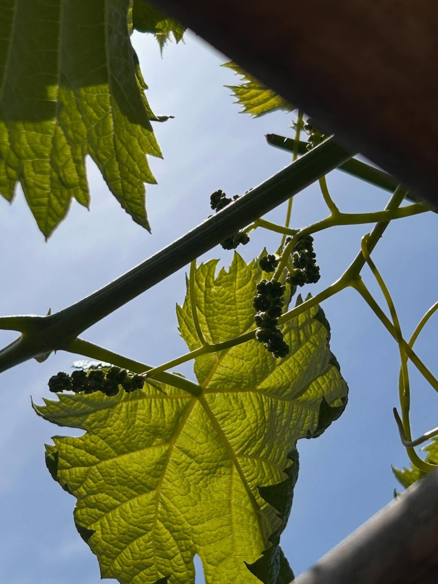 ジュネスのスイカ🍉、ぶどう🍇
