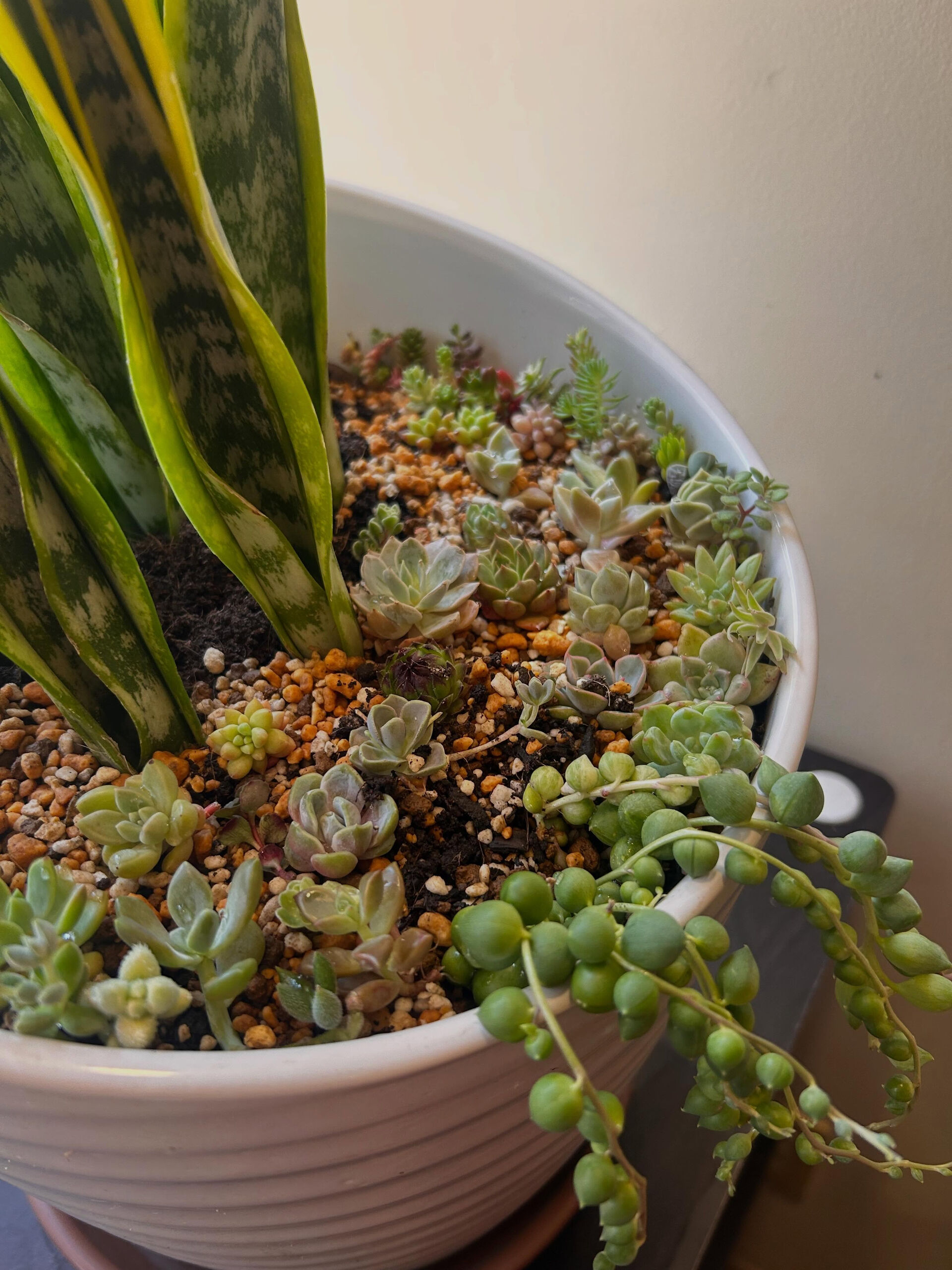 夏の大掃除の後に多肉たくさん植えました！